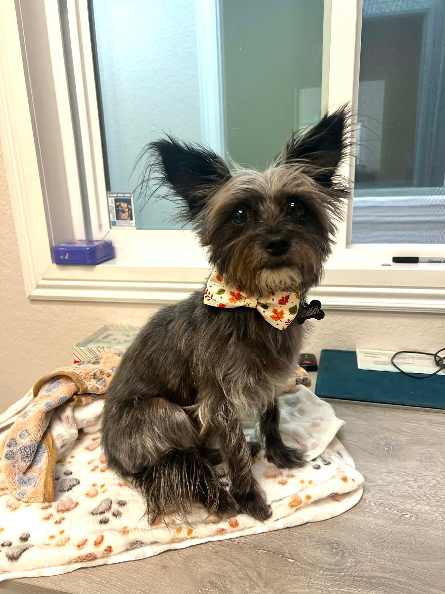 Small, dark-furred dog with large ears and a bow tie sits on a patterned towel indoors, near a window.