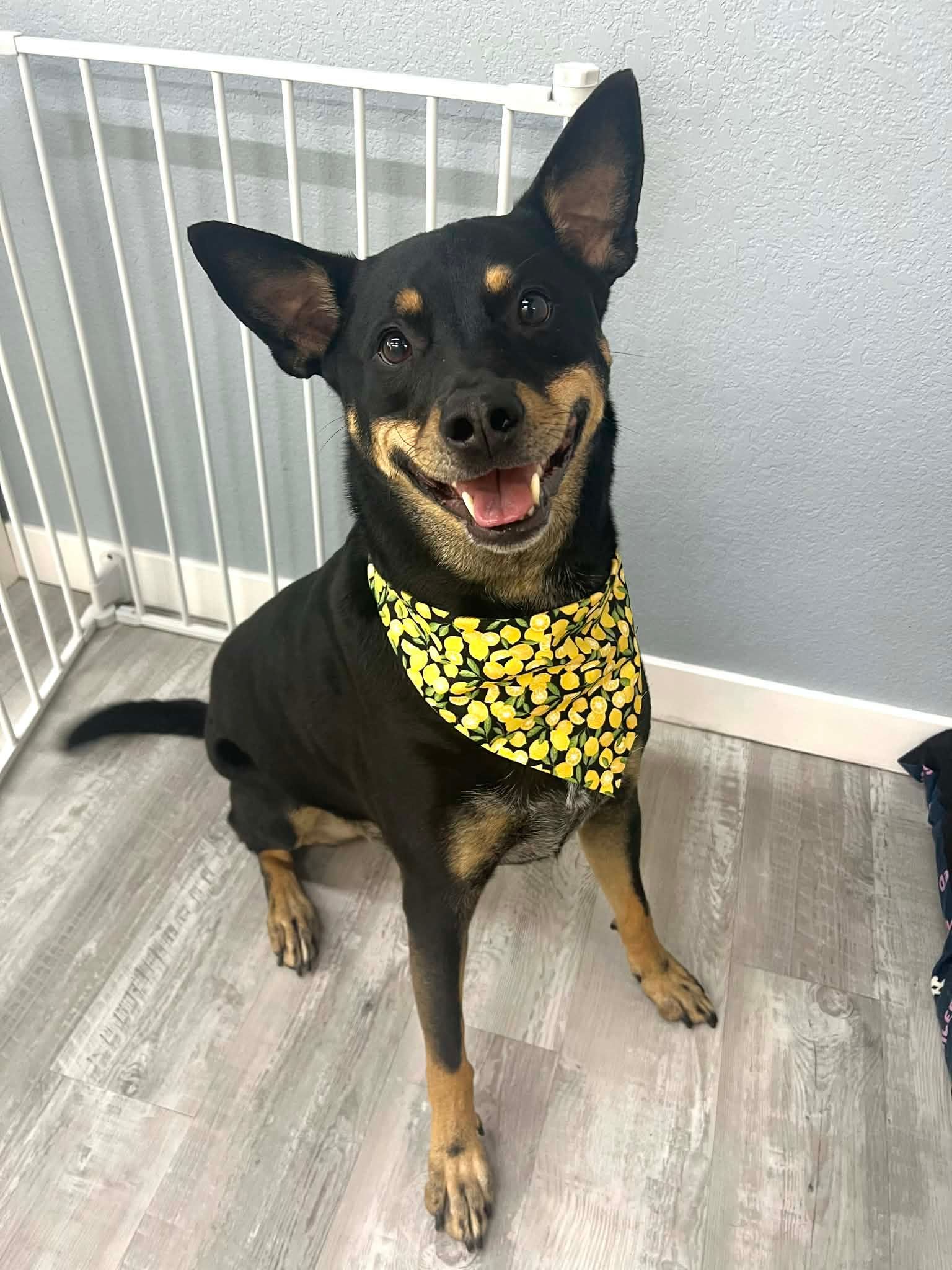 Black and tan dog with a yellow bandana, smiling, sitting on a light wood floor.