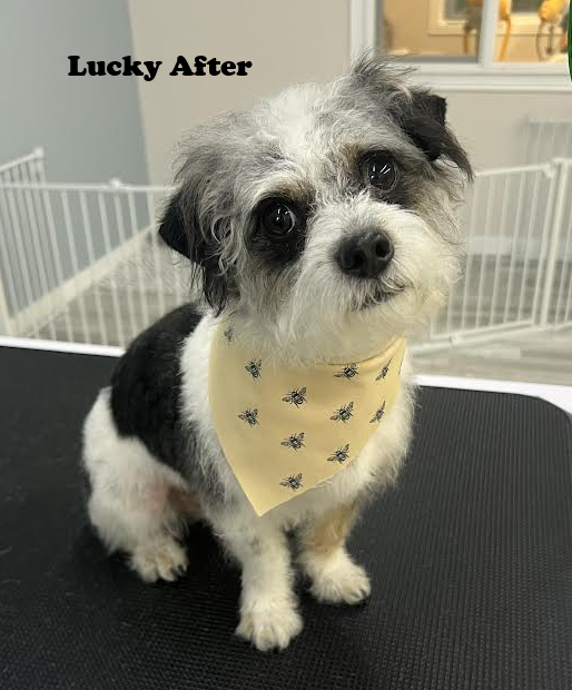 A small black and white dog wearing a yellow bandana is sitting on a table.