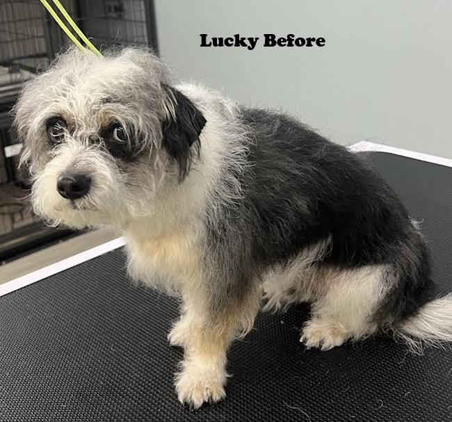 A small black and white dog is sitting on a grooming table.