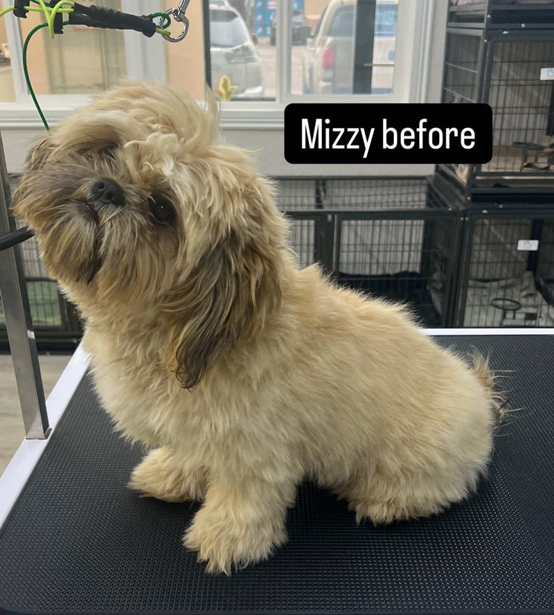 A dog sitting on a table with a sign that says mizzy before