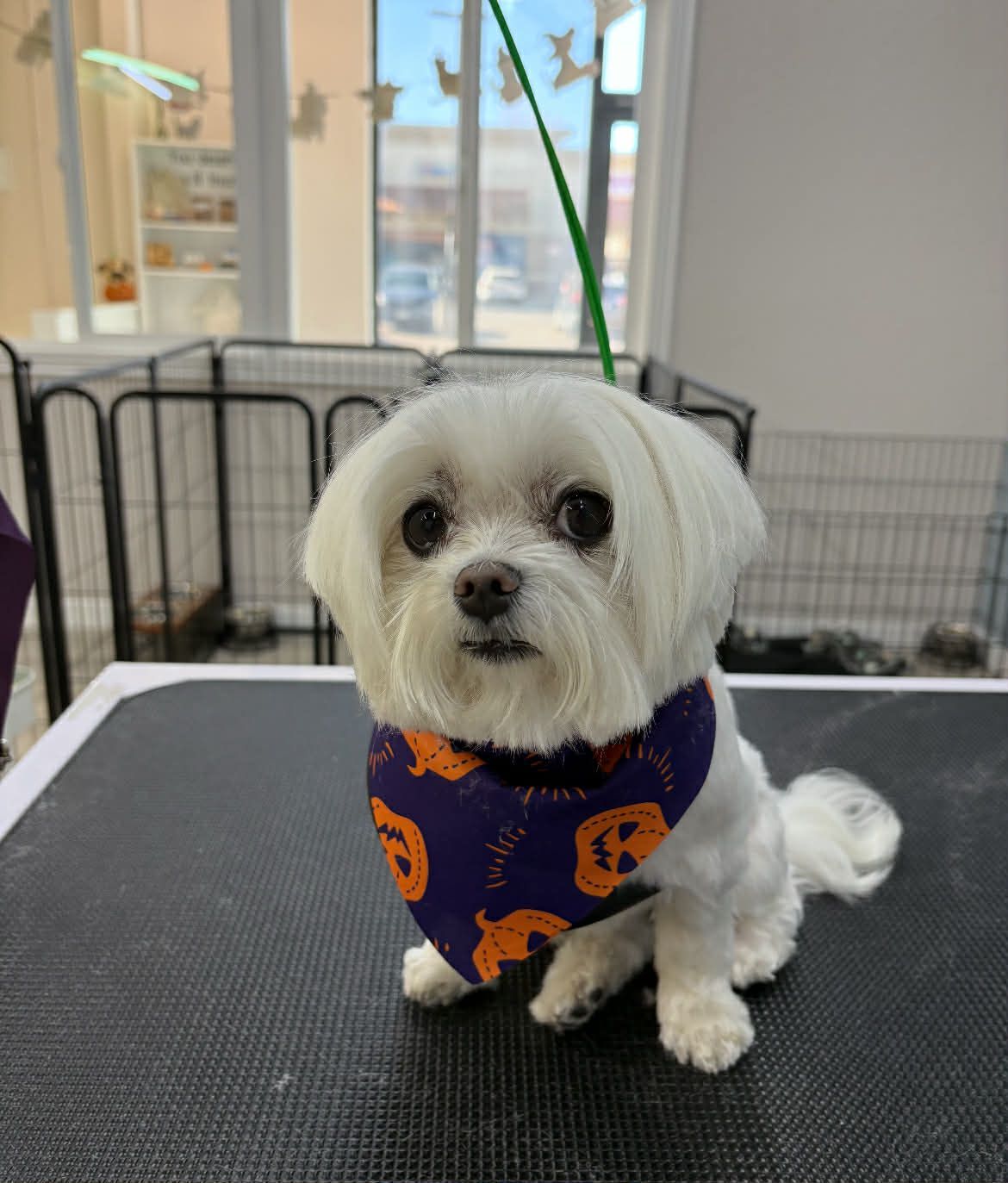 White Maltese dog with Halloween bandana sitting on grooming table.