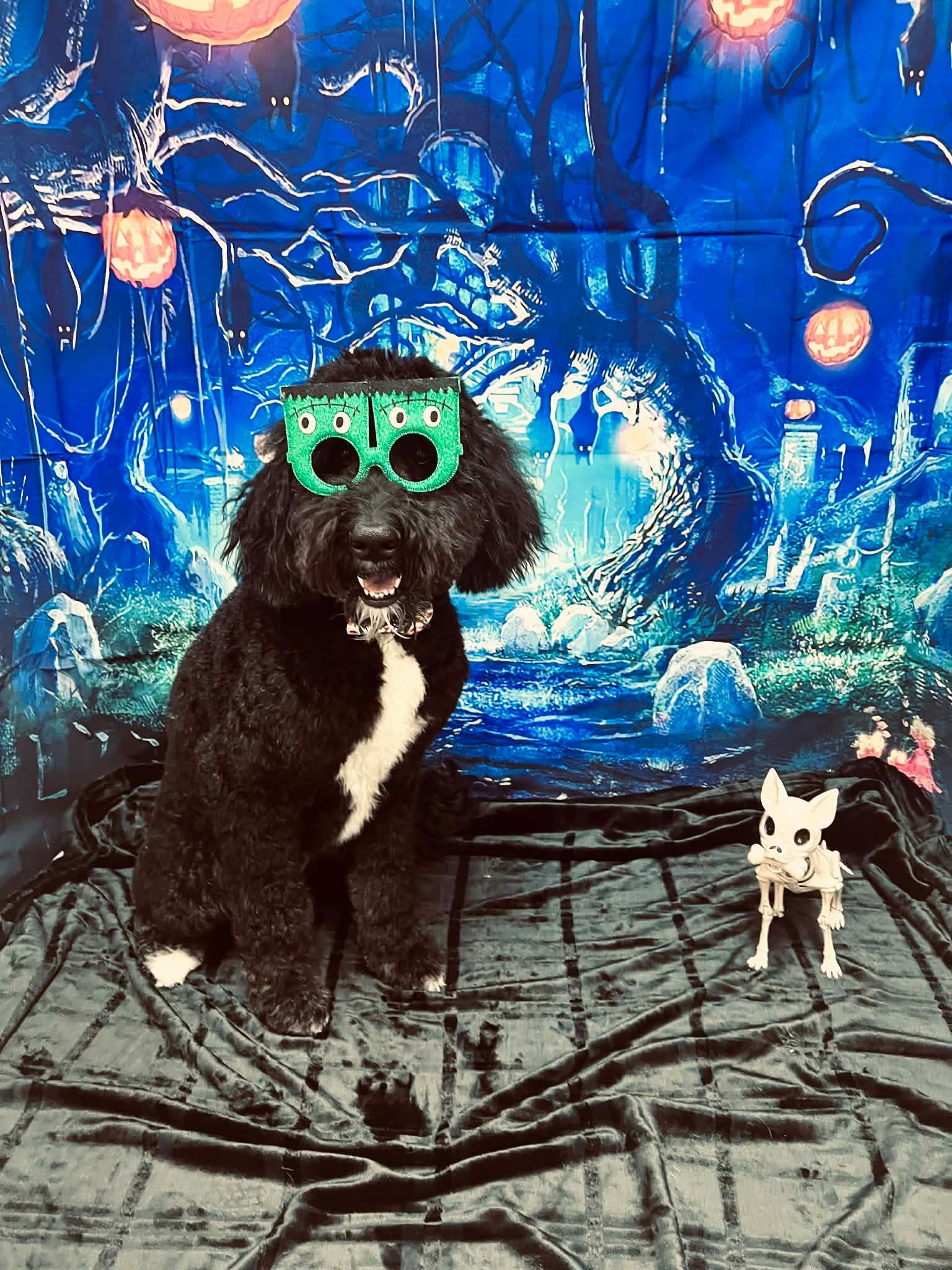 Black dog wearing monster glasses with a skeleton dog in front of Halloween backdrop.