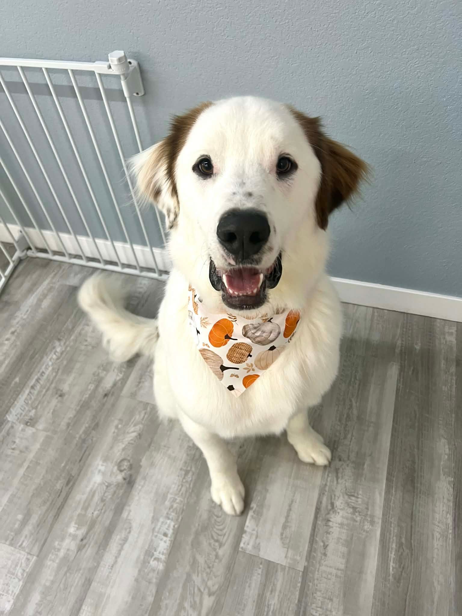 White and brown dog with a bandana sits on a wooden floor.