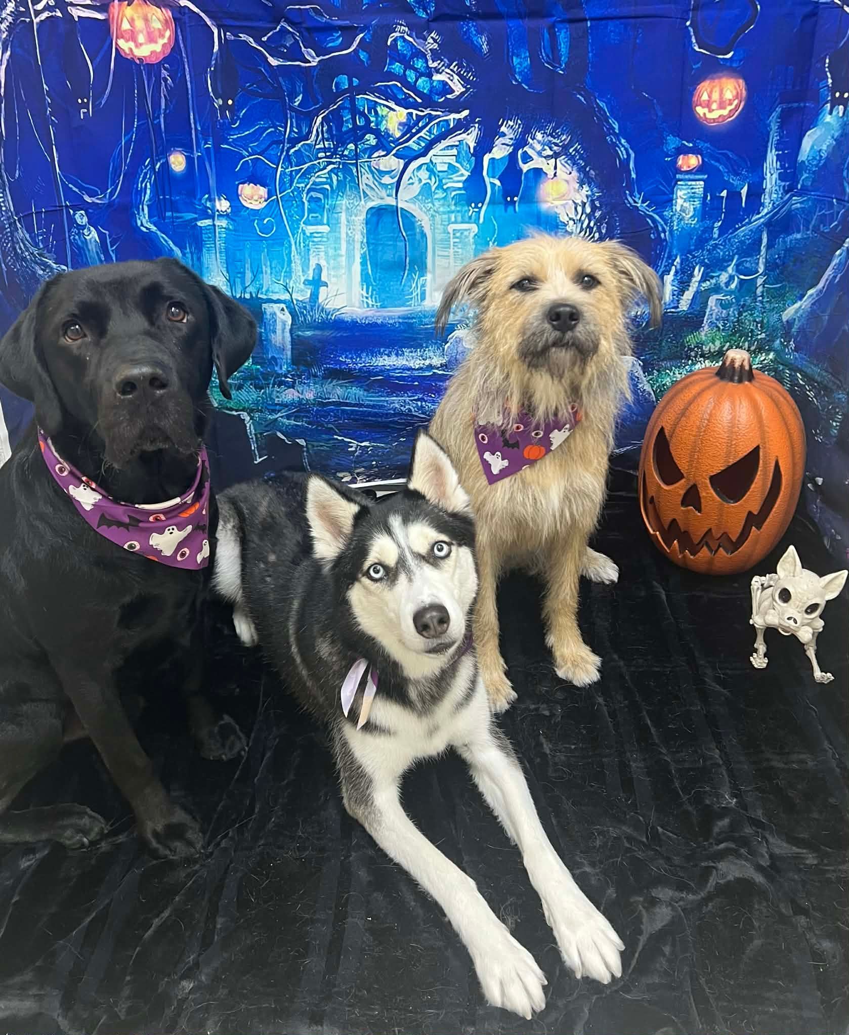 Three dogs posing for a Halloween photo in front of a spooky backdrop. A carved pumpkin and a skeleton are also present.