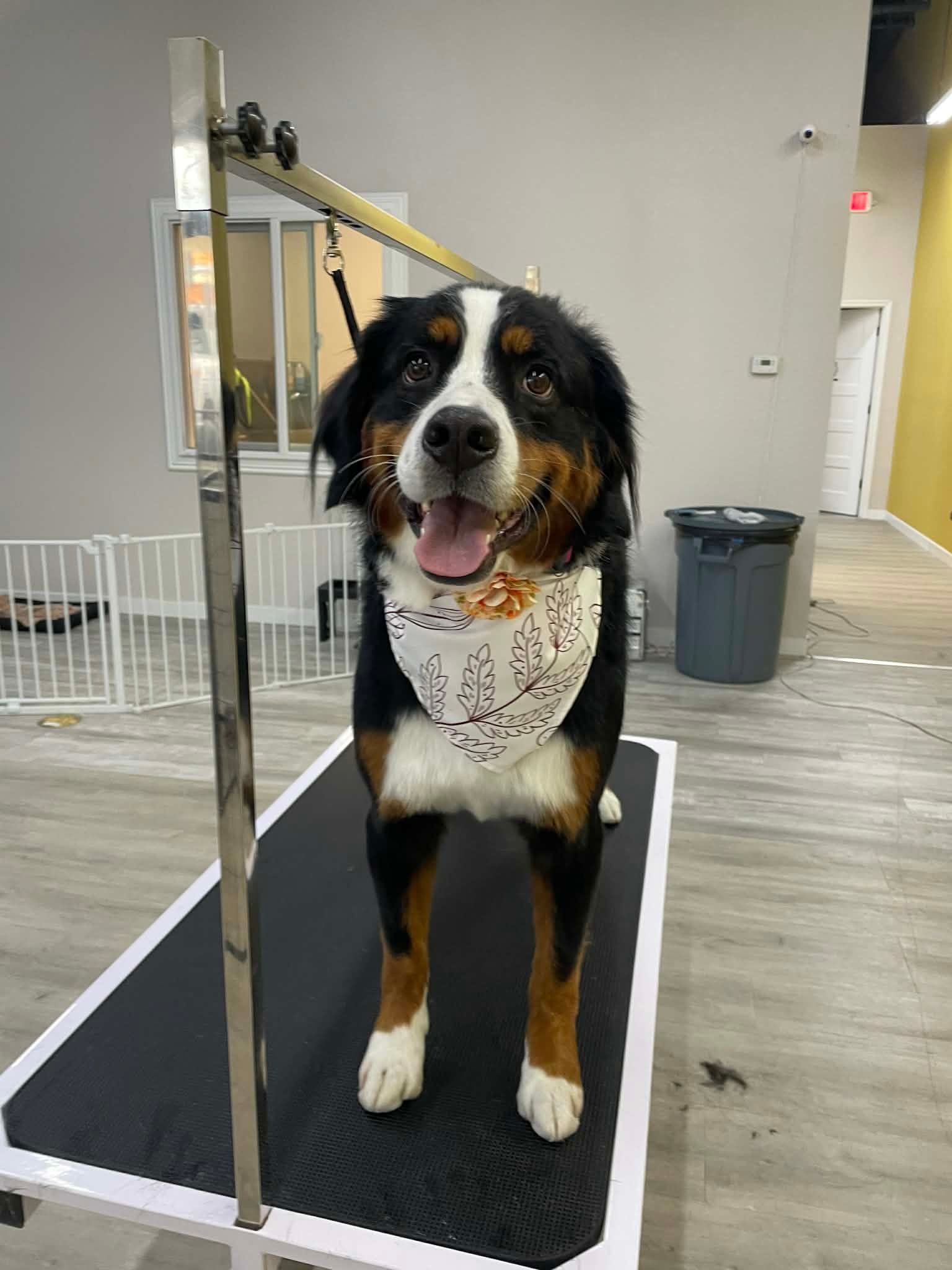 Bernese Mountain dog stands on a grooming table, wearing a bandana.