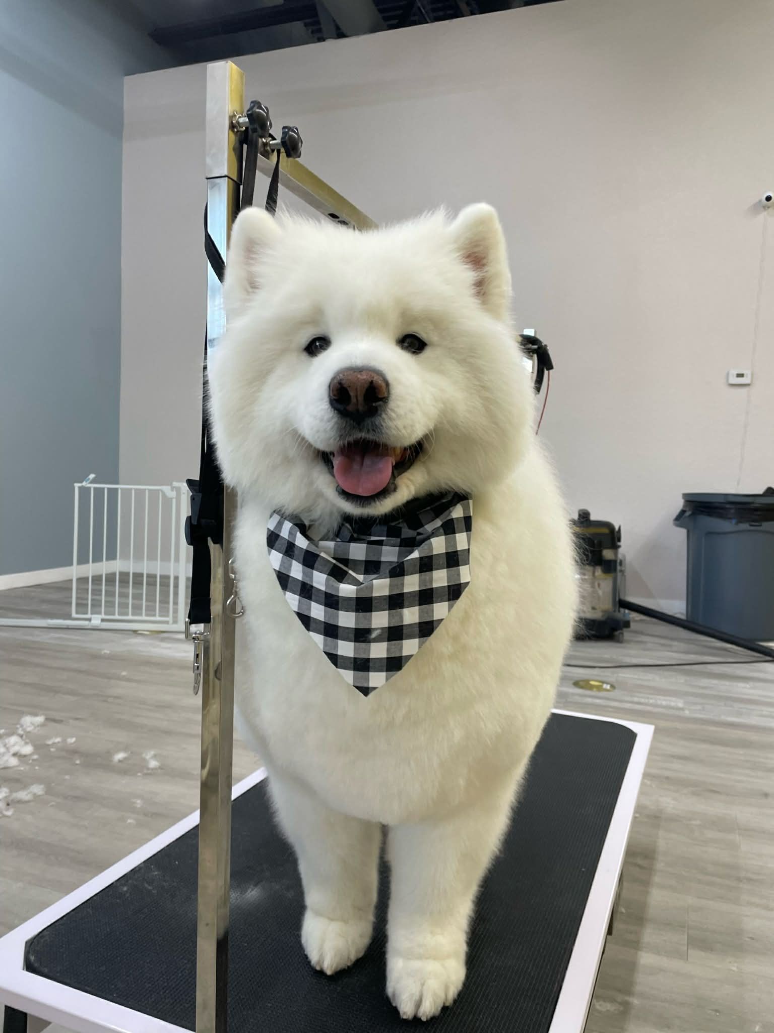 Fluffy white Samoyed dog with a checkered bandana stands on grooming table, smiling.