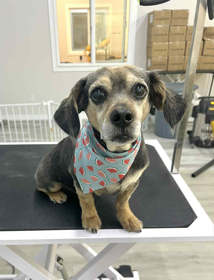 Small dog with a watermelon bandana sits on a grooming table.