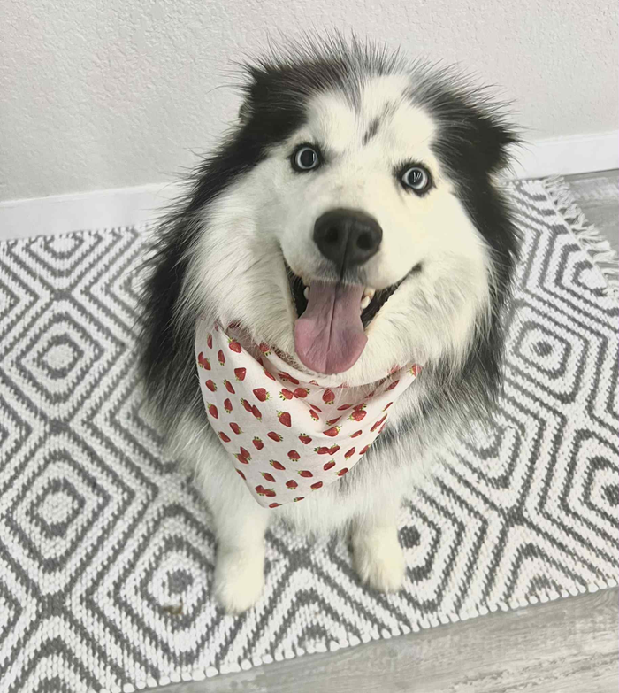 Smiling husky dog wearing a red and white bandana, sitting on a gray and white patterned rug.