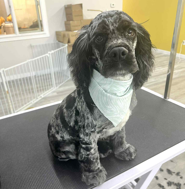 Dog with patterned coat wearing a green bandana, sitting on grooming table.