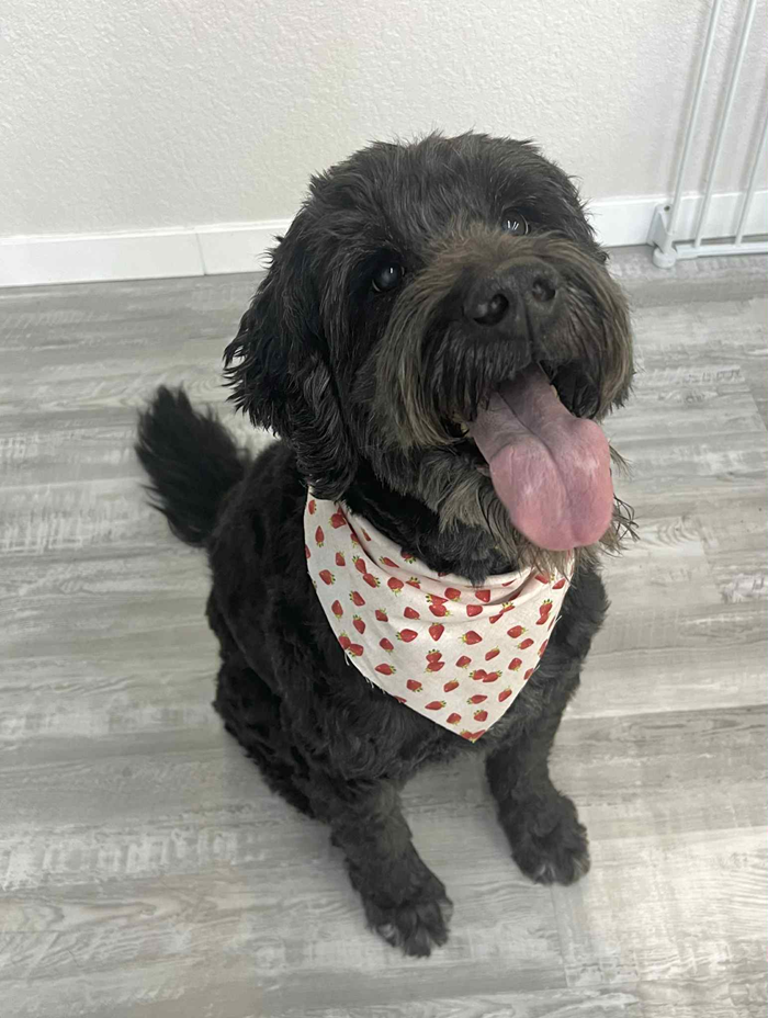 Black dog with pink tongue, wearing a red heart bandana, sitting on a light gray floor, looking at the viewer.