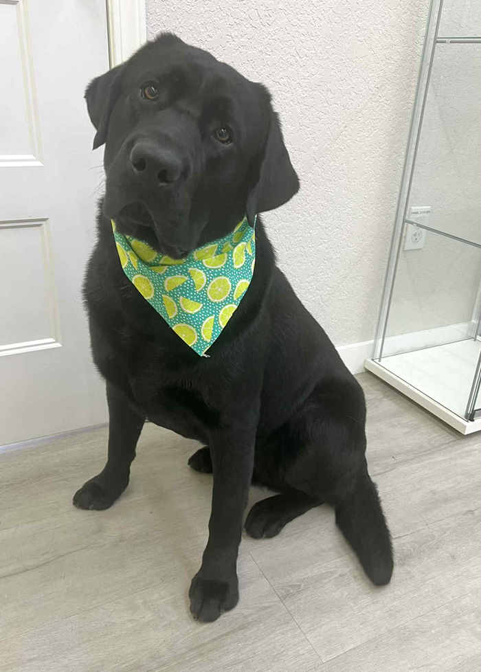 Black Labrador dog sitting, wearing a green and yellow citrus print bandana.
