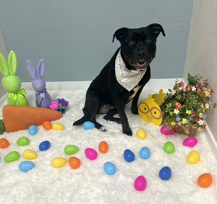 Black dog wearing a bandana sits among Easter decorations: eggs, carrots, and bunnies.