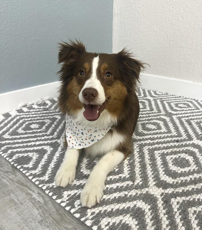 Brown and white dog with a bandana lying on a gray and white patterned rug, smiling.