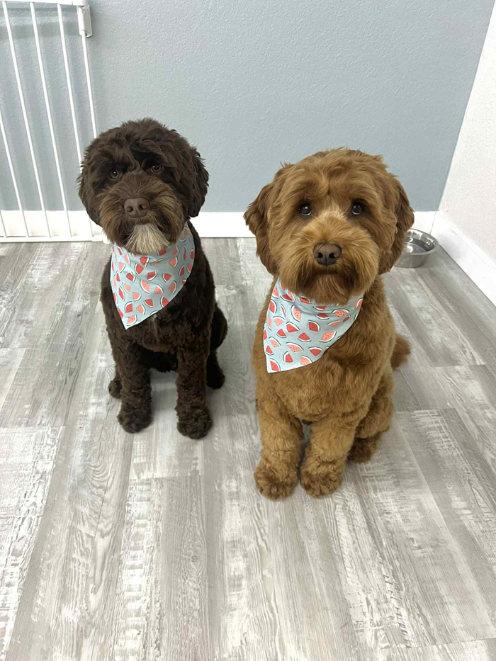Two brown fluffy dogs wearing bandanas sit side-by-side, indoors.