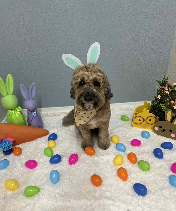 Dog with bunny ears, bandana, surrounded by Easter eggs and decorations.