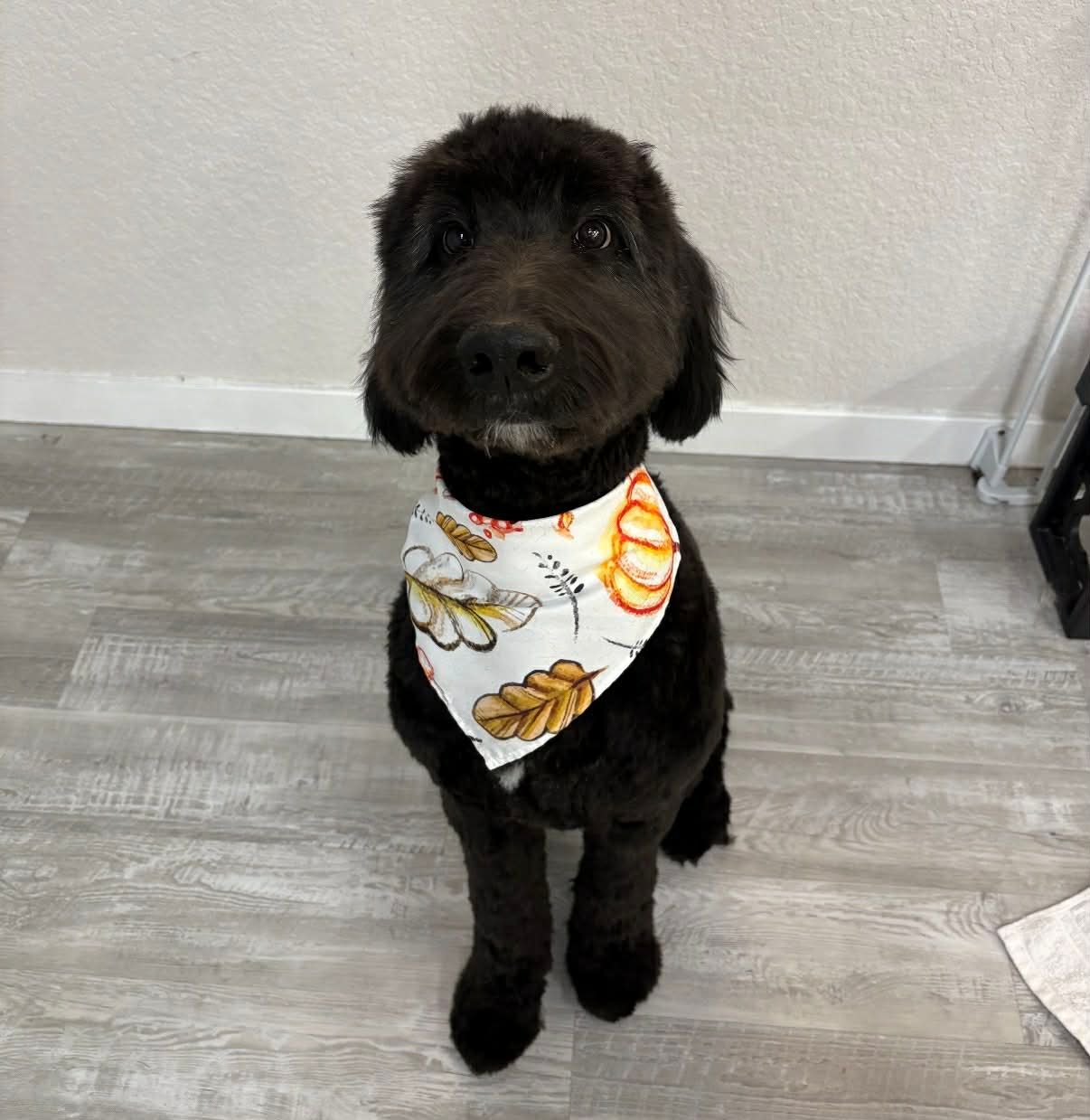 Black dog with a fall-themed bandana, sitting on a wooden floor in front of a white wall.