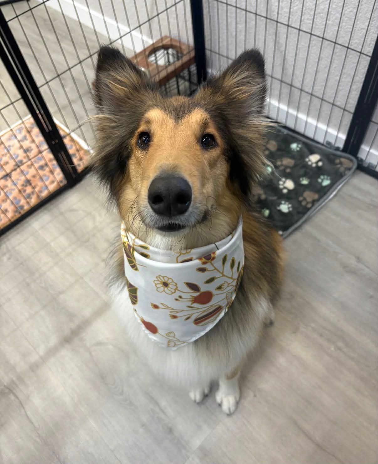 Shetland Sheepdog wearing a floral bandana sits looking up, near a kennel.