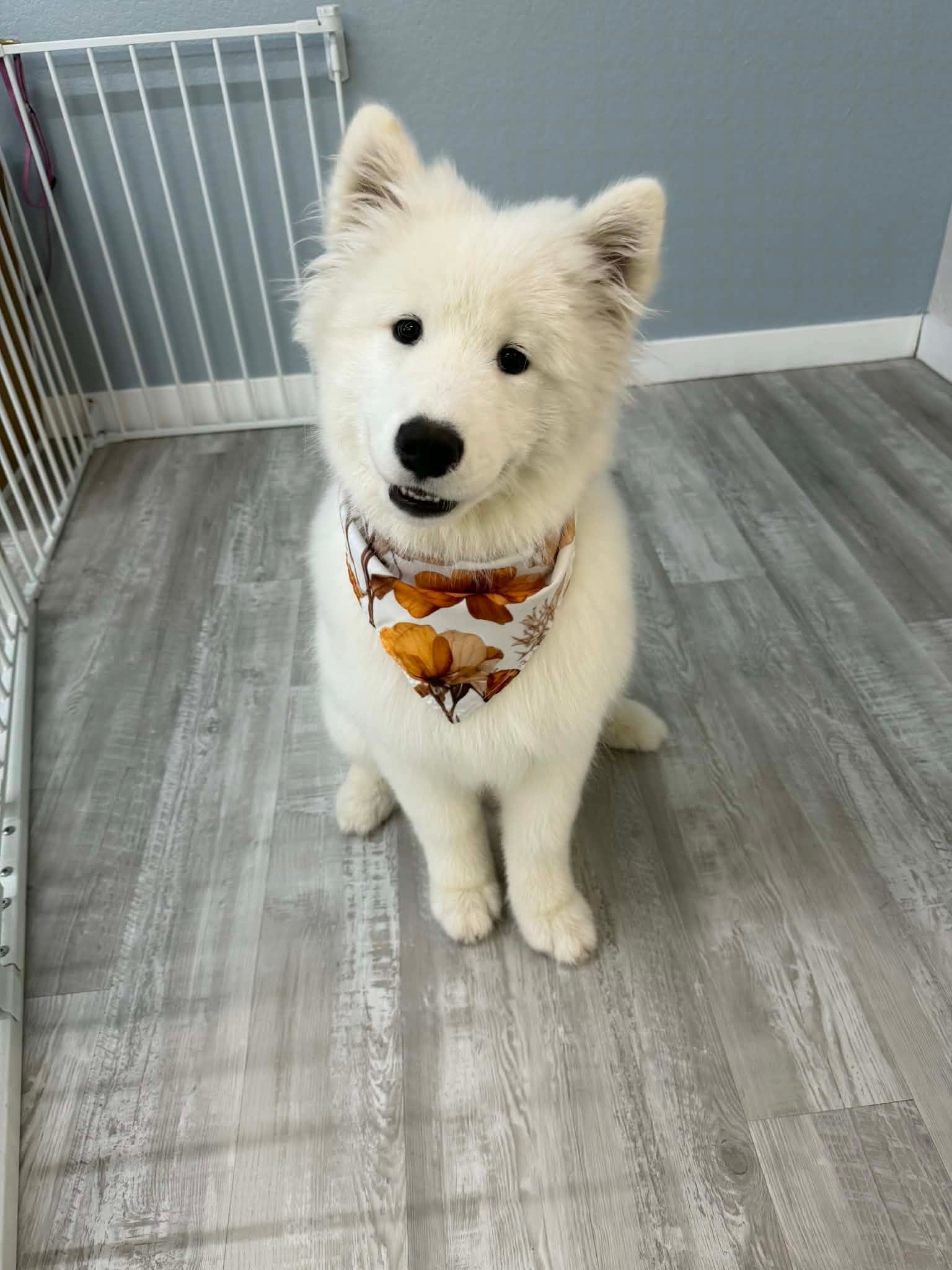 White Samoyed puppy wearing a bandana sits on a gray floor, looking at the camera.