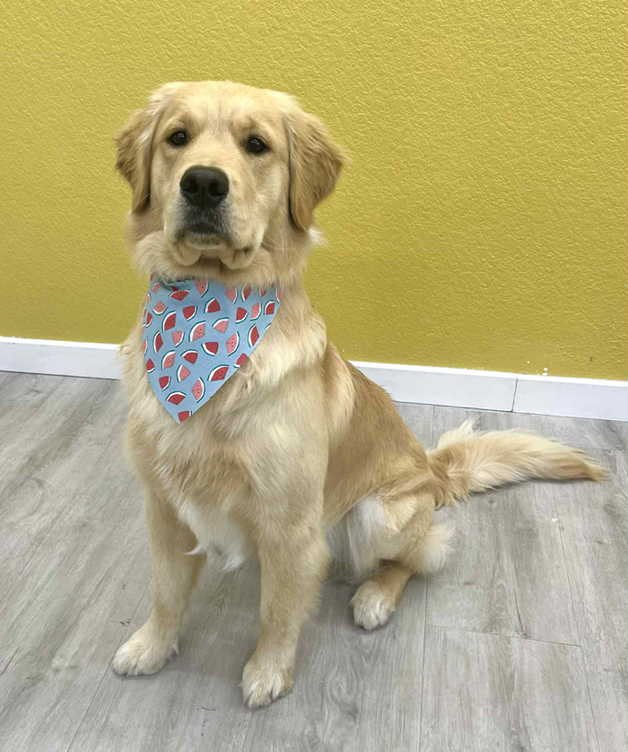 Golden Retriever dog wearing a blue bandana, sitting on a light wood floor against a yellow wall.