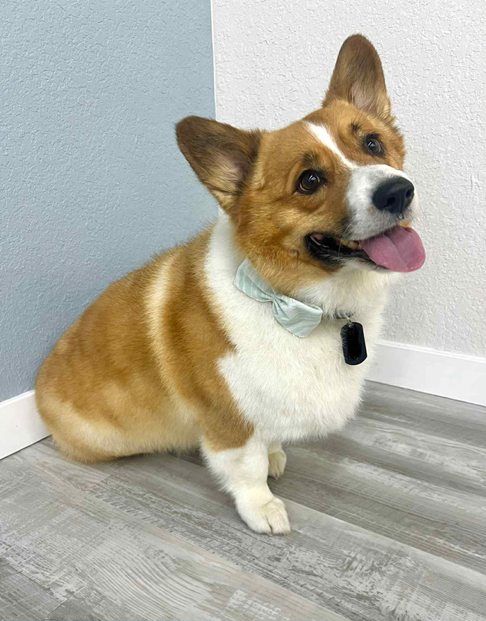 Corgi dog with brown and white fur, wearing a collar, sitting in a room with gray walls and flooring.