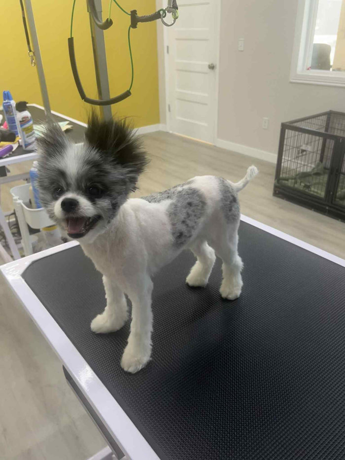 Smiling dog with black and white fur stands on grooming table.