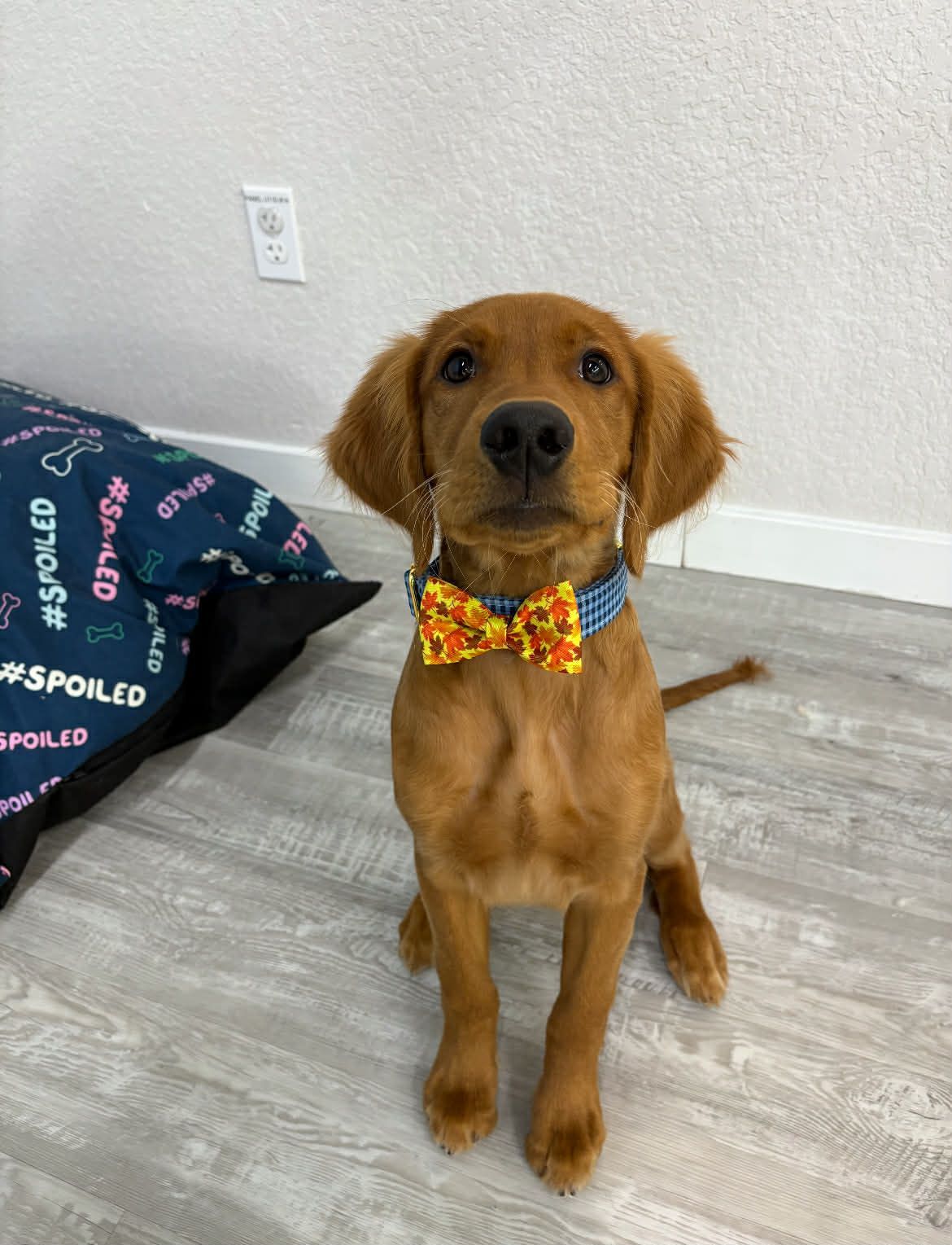 Golden retriever puppy wearing a colorful bow tie, sitting on a light gray floor, looking forward.