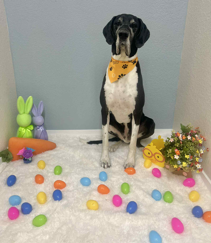 Dog wearing a yellow bandana sits with Easter eggs and decorations.