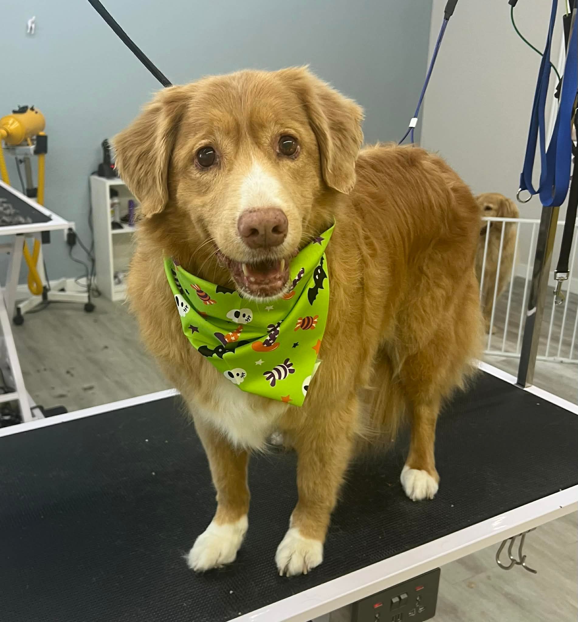 Dog wearing a green Halloween bandana stands on a grooming table. Brown fur, white paws, smiling.