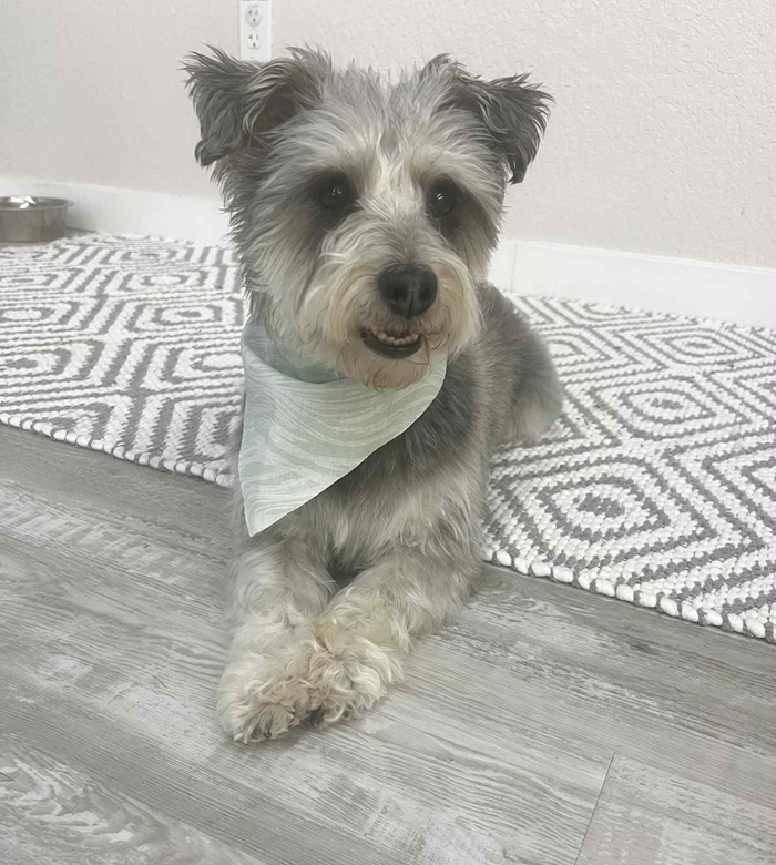 Gray-furred dog wearing a light green bandana, lying on a patterned rug.