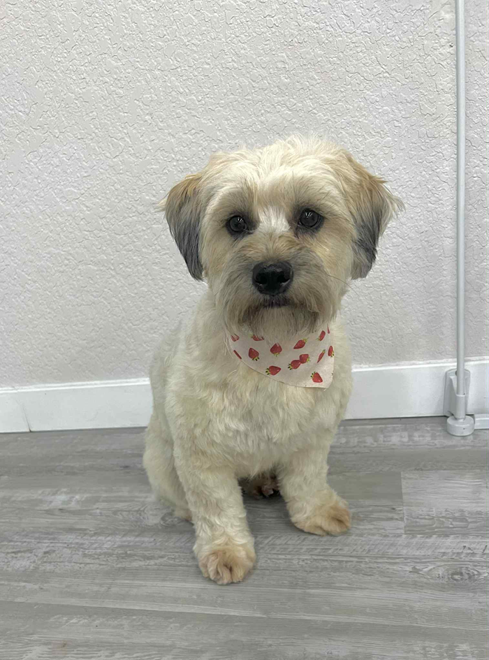 Tan and gray fluffy dog with a pink patterned bandana, sitting in front of a white wall.