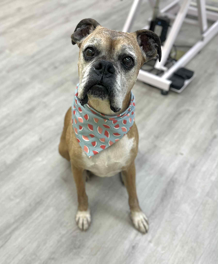 Boxer dog sitting, wearing a patterned bandana, looking up. Light tan fur, white chest, gray floor.
