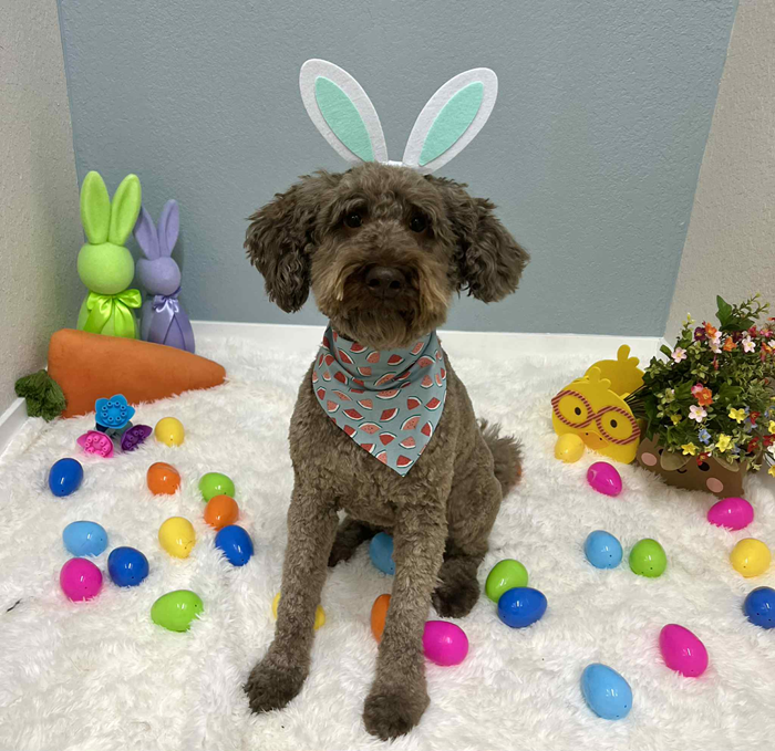 Dog wearing bunny ears and bandana sits amid Easter eggs and decorations.