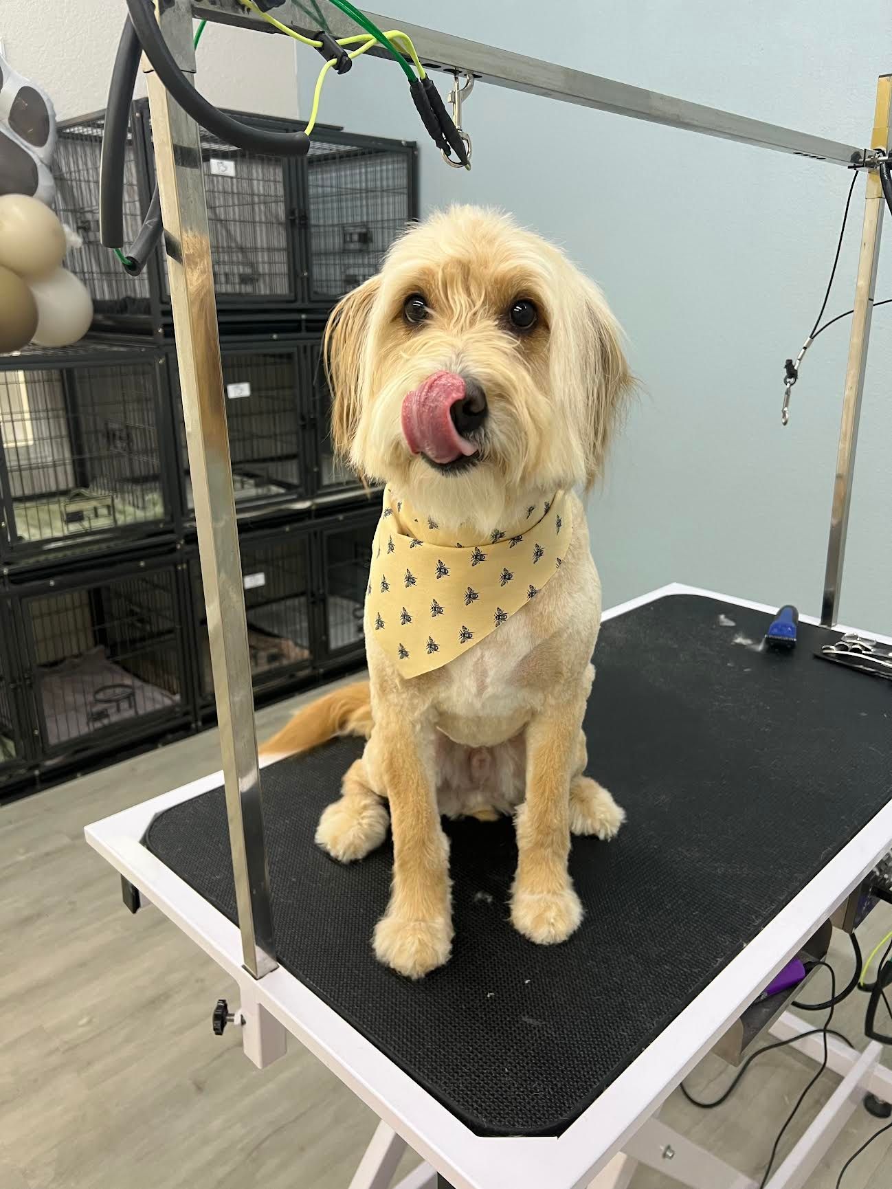 Beige dog with a yellow bandana, licking its lips, sitting on a grooming table.