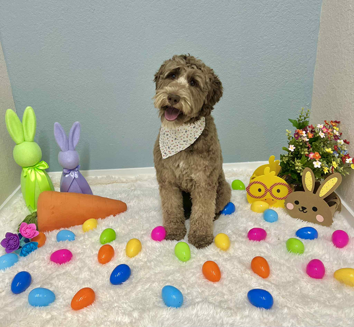 Brown dog with bandana sits in front of Easter decorations: eggs, rabbits, flowers.