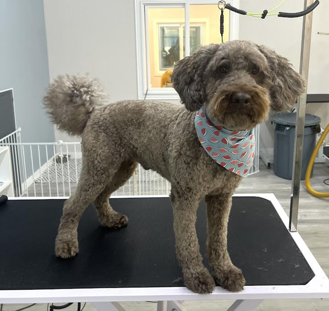 Brown dog with curly fur, wearing a bandana, on a grooming table.