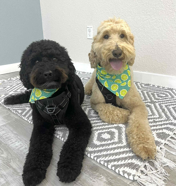 Two dogs with bandanas lie on a gray patterned rug. One is black, the other tan.