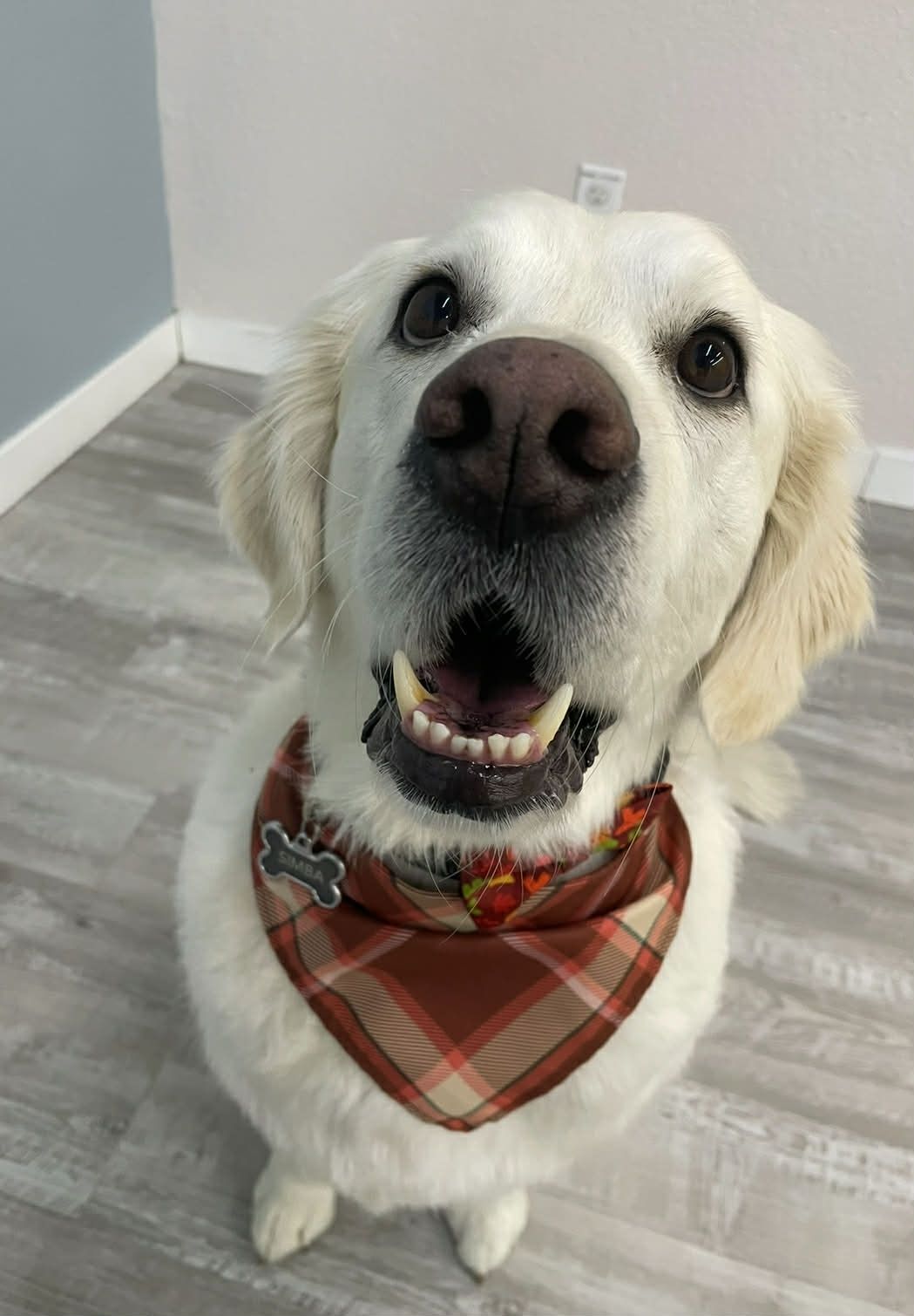 Smiling golden retriever wearing a plaid bandana, indoors.