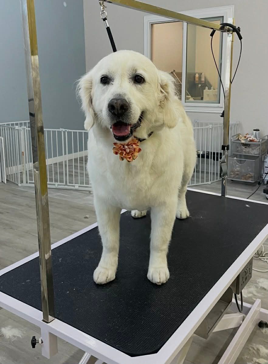 White dog on grooming table with orange floral collar, smiling.