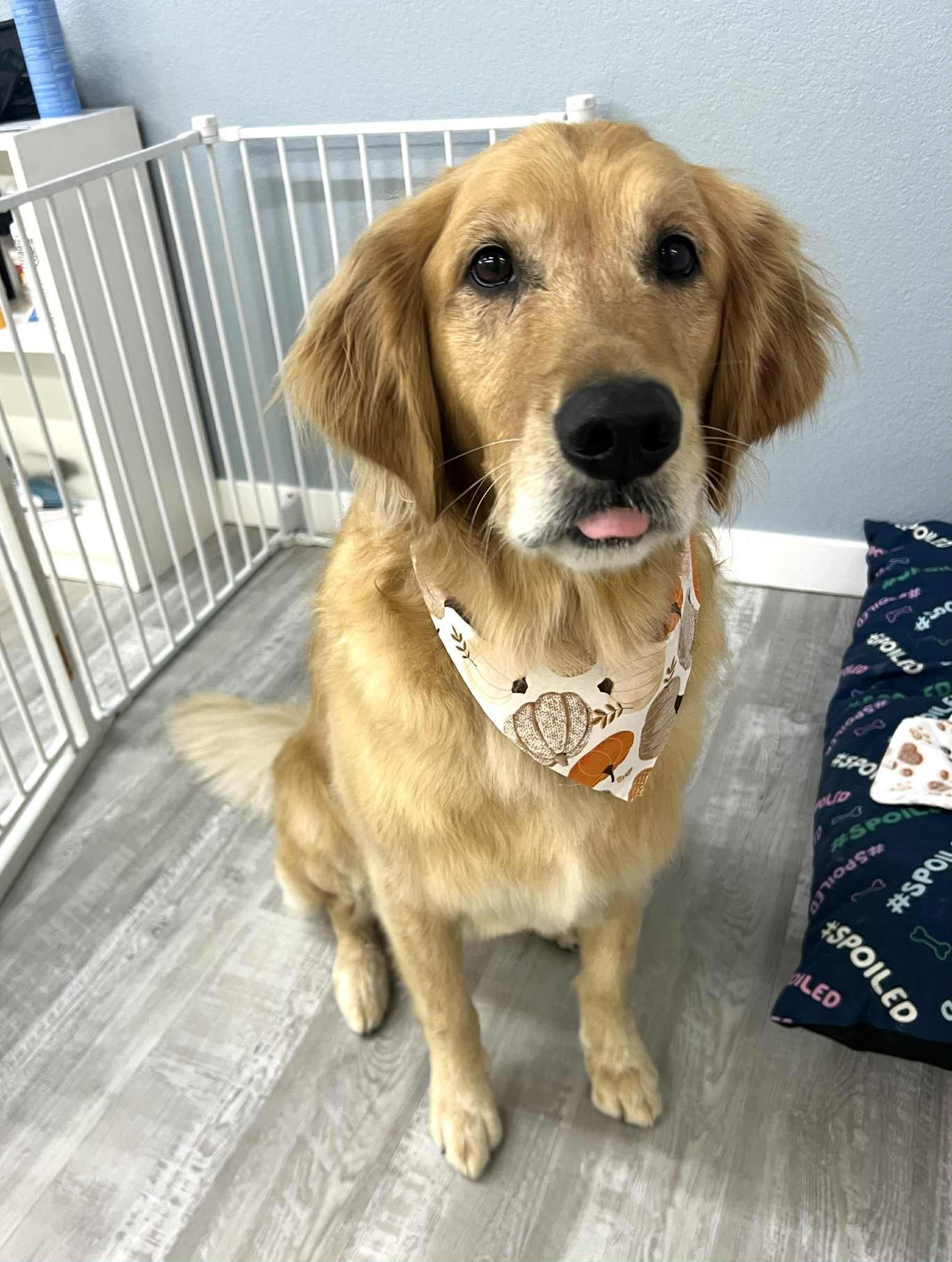 Golden retriever dog with a bandana sticking out its tongue, inside a room.