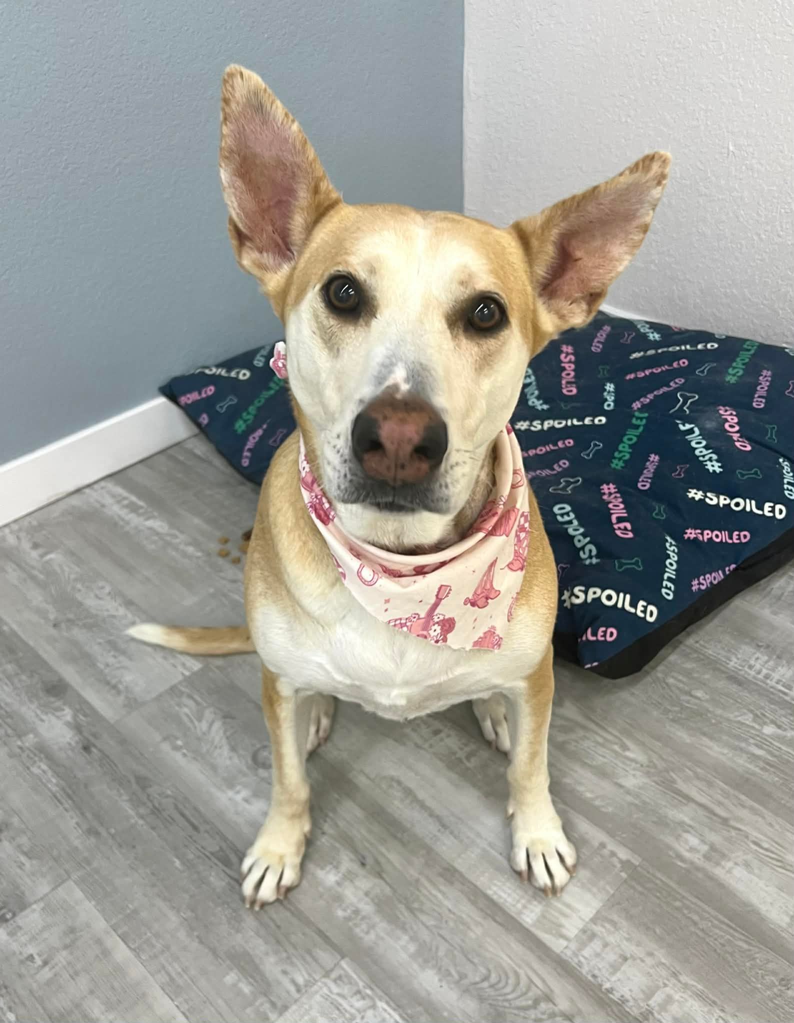 Tan and white dog wearing a pink bandana, sitting on a gray floor.
