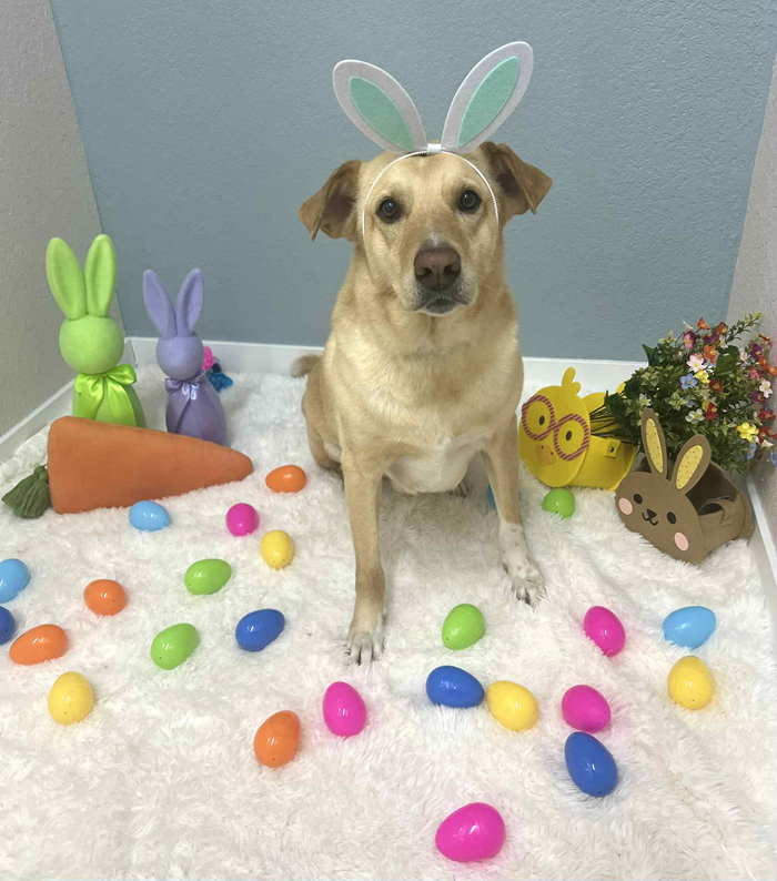 Yellow Labrador dog wearing bunny ears, surrounded by Easter eggs and decorations.