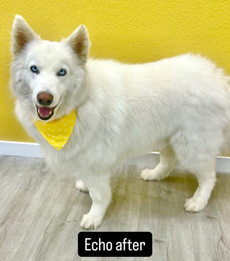 A white dog wearing a yellow bandana is standing on a wooden floor.