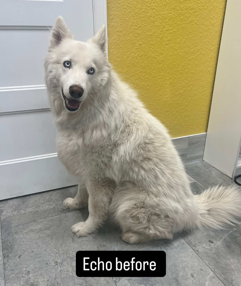 A white dog is sitting in front of a yellow wall.