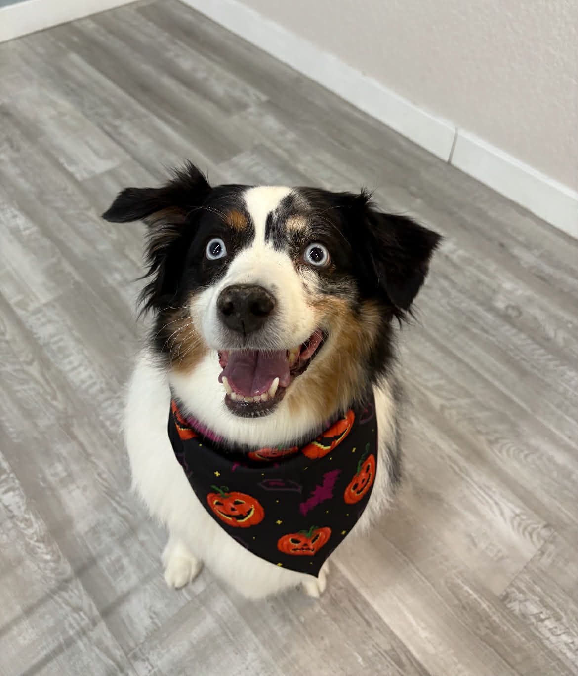 Happy dog with blue eyes wearing a Halloween bandana, sitting on a wood floor.