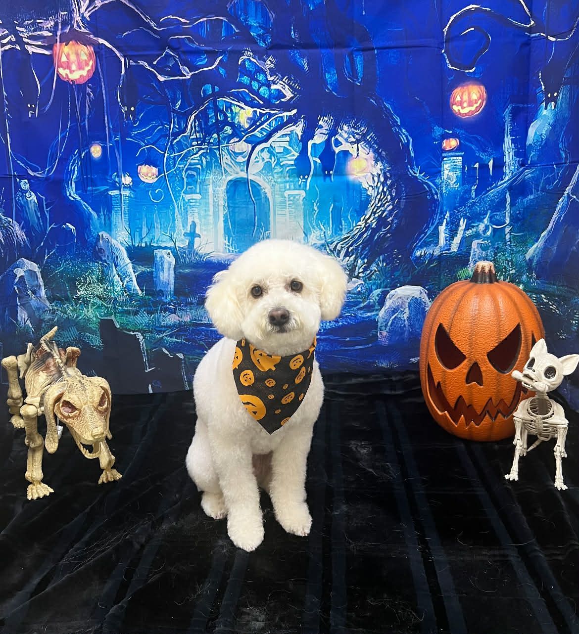 White dog with Halloween bandana sits in front of a spooky backdrop with a pumpkin and skeletons.