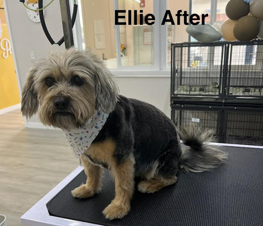 A dog named ellie is sitting on a grooming table