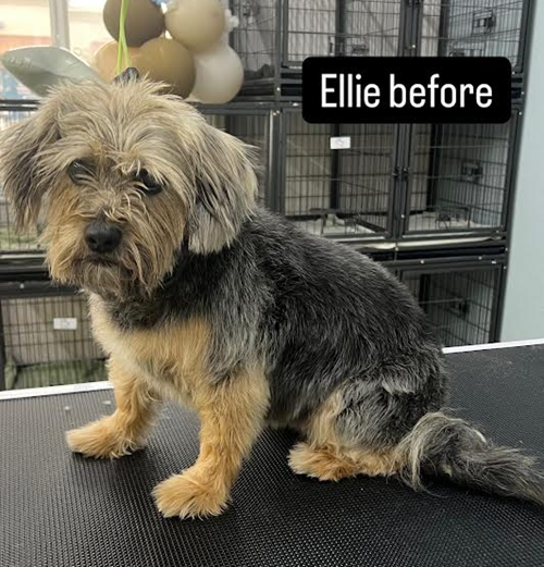 A small dog is sitting on a grooming table