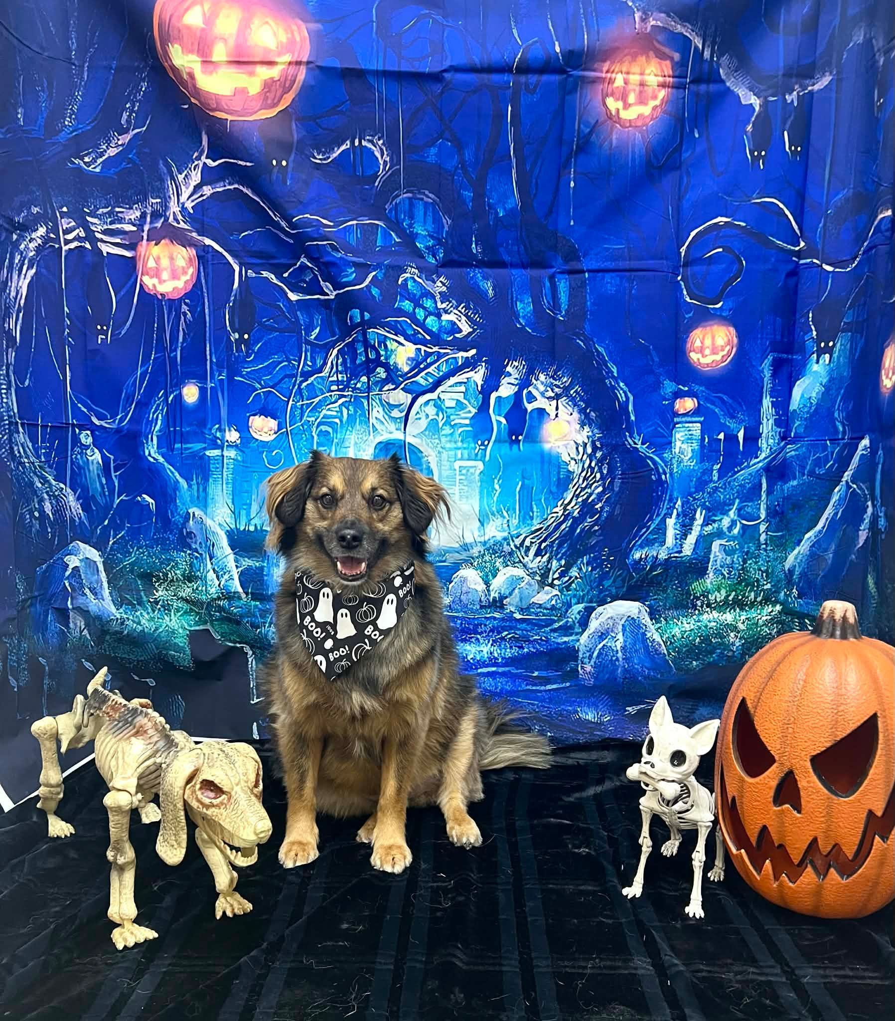 Dog wearing bandana sits in Halloween scene with skeleton dogs, pumpkin, and backdrop.