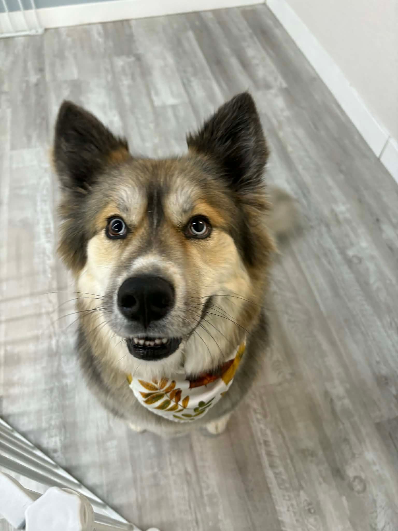 A smiling dog with gray and tan fur wearing a fall-themed bandana, sitting on a gray floor.